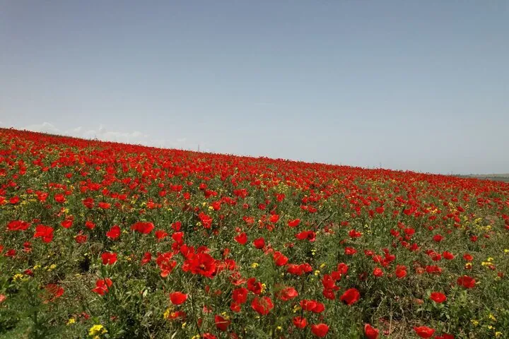 Красные тюльпаны в ущелье Чункурчак